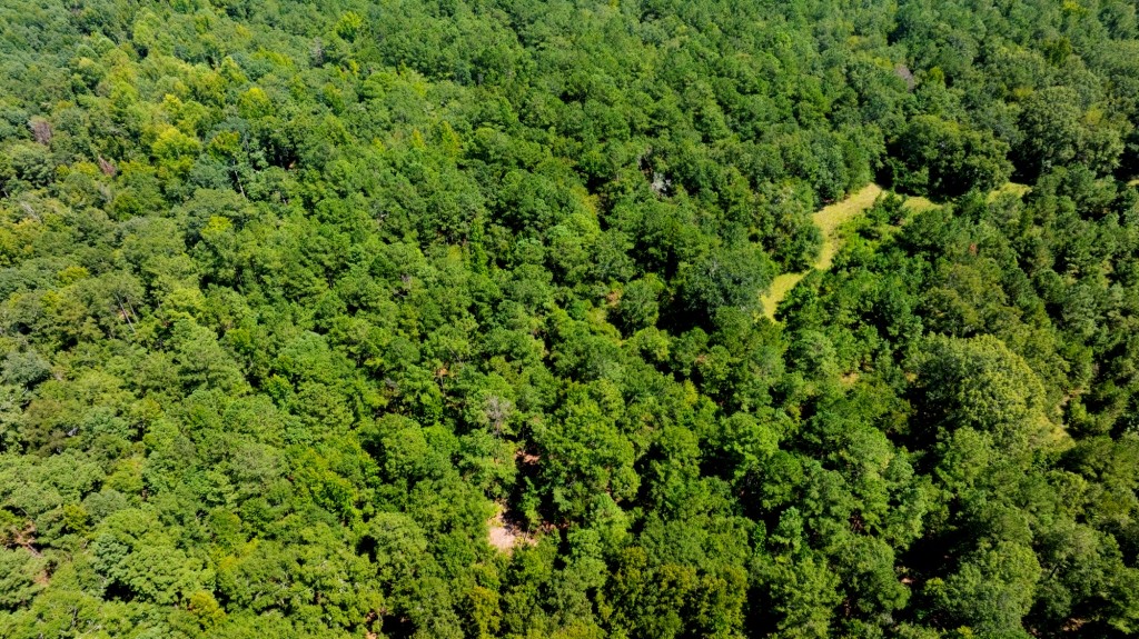 Hwy 56 Woods Photo