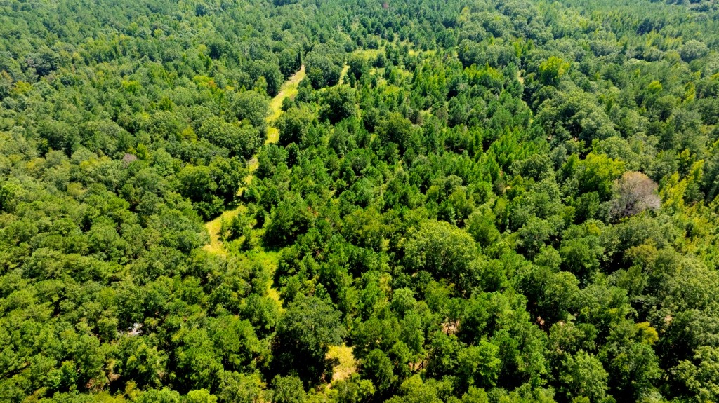 Hwy 56 Woods Photo