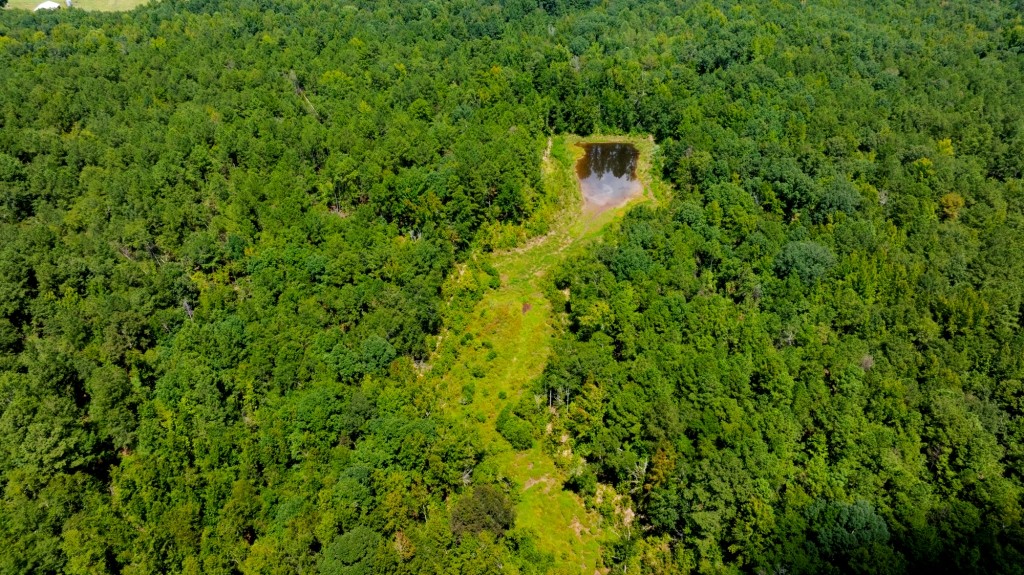 Hwy 56 Woods Photo