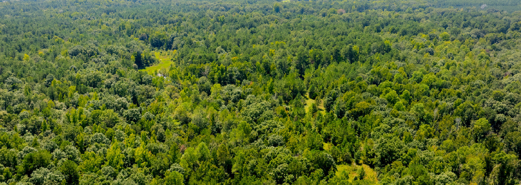 Hwy 56 Woods Main Photo