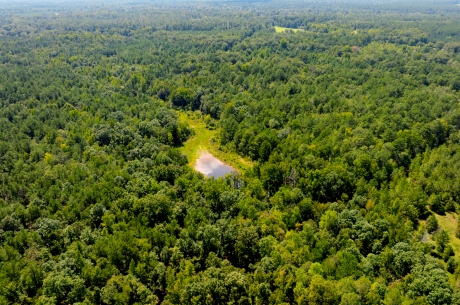 Hwy 56 Woods