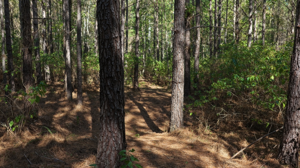 Pine Ridge Photo