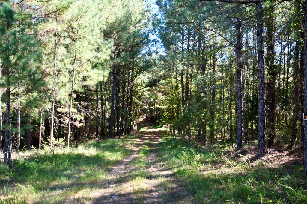 Pine Ridge Photo