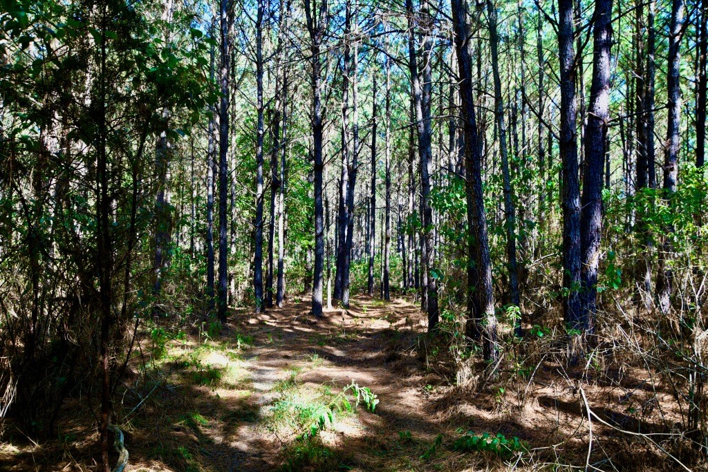Pine Ridge Photo