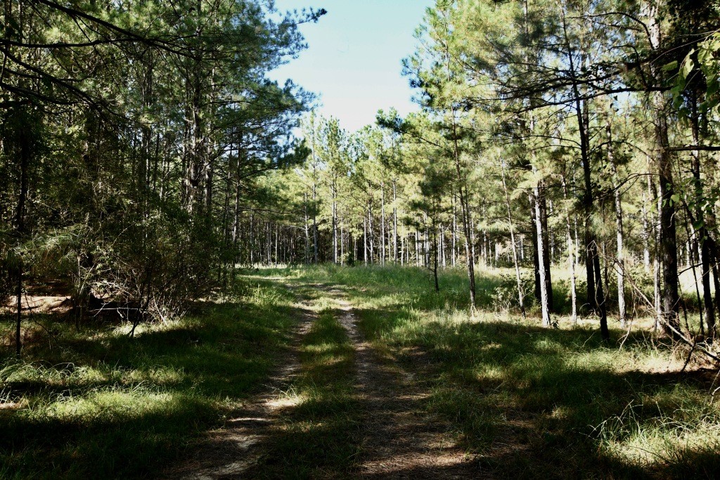Pine Ridge Photo