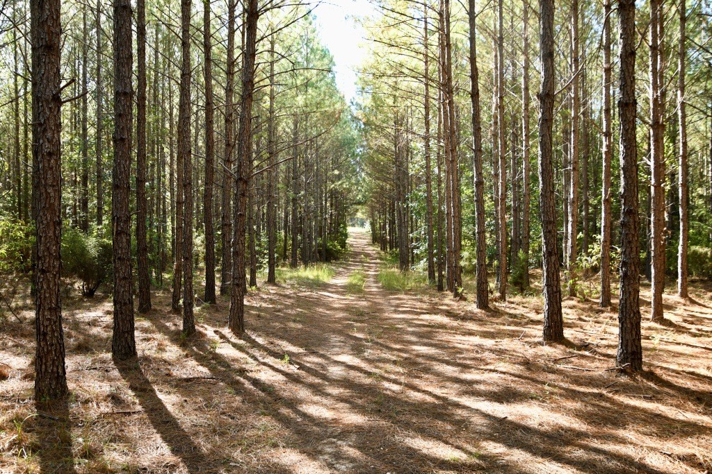 Pine Ridge Photo