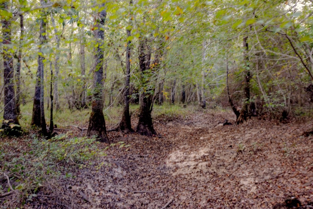Battleground Creek Photo