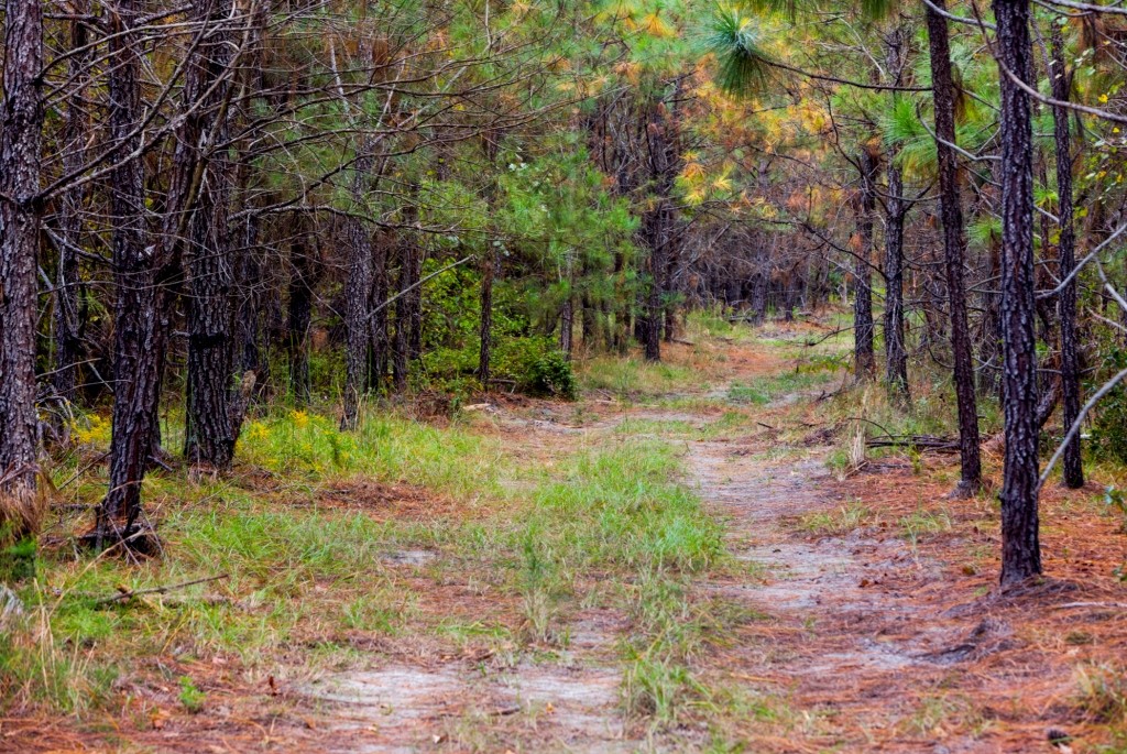 Battleground Creek Photo