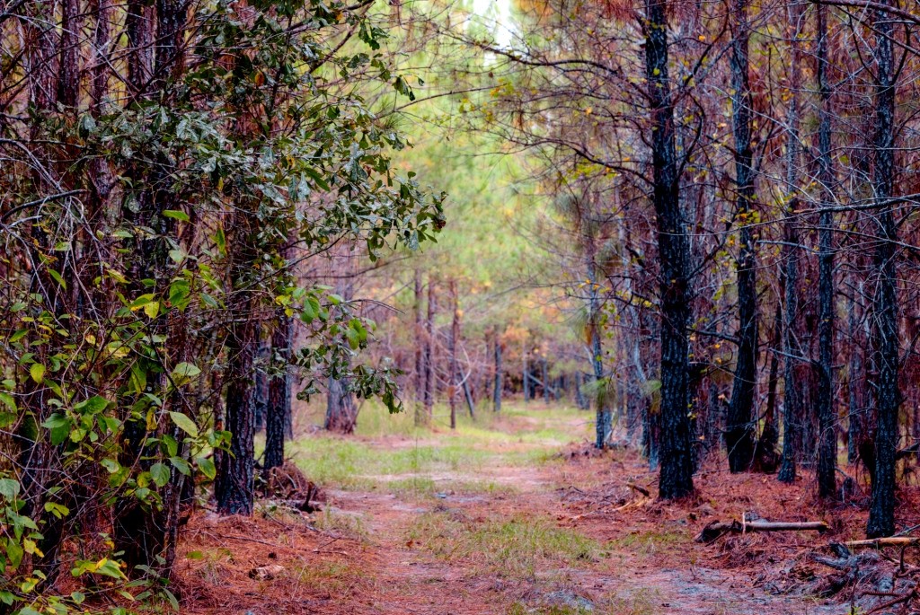 Battleground Creek Photo