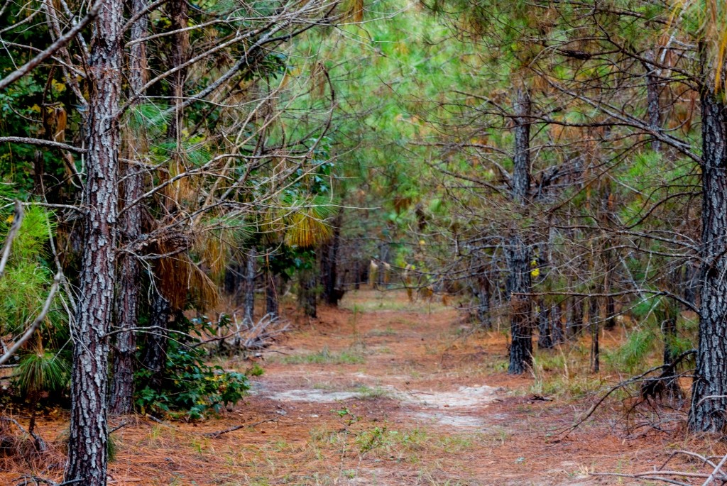 Battleground Creek Photo