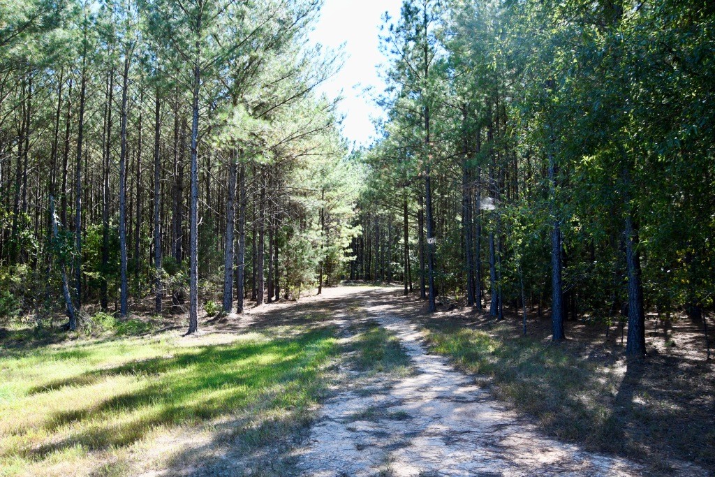 Pine Ridge Photo