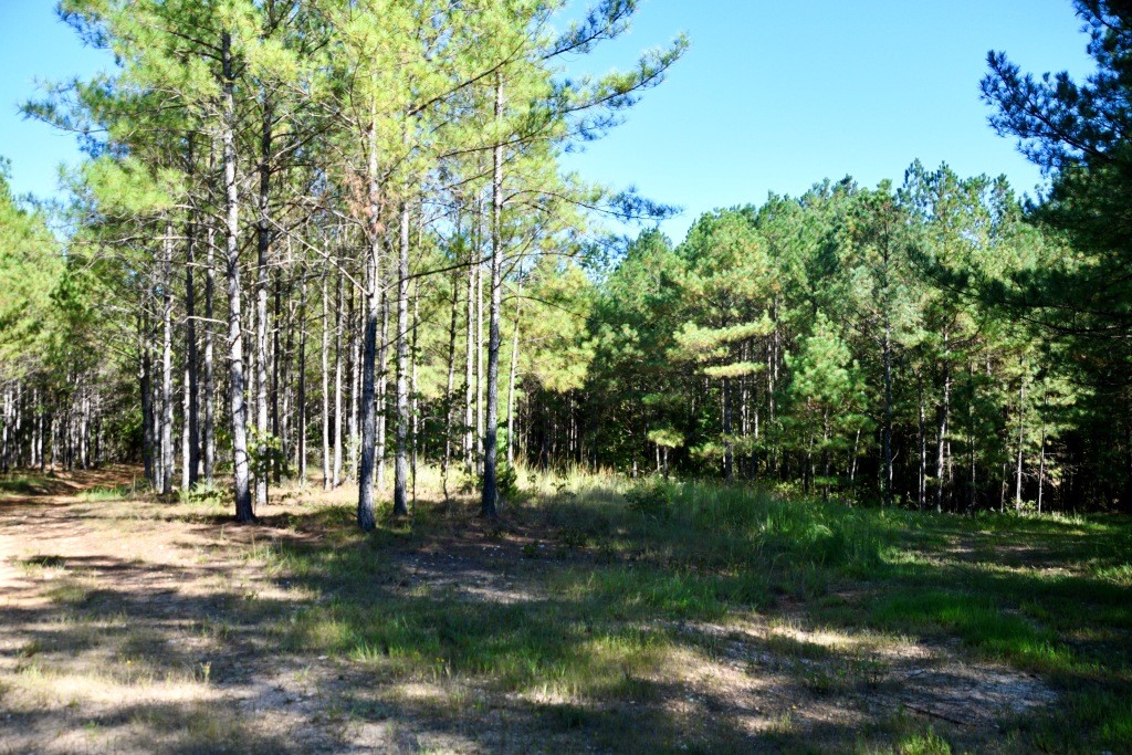 Pine Ridge Photo
