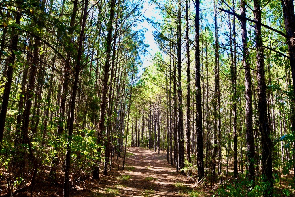 Pine Ridge Photo