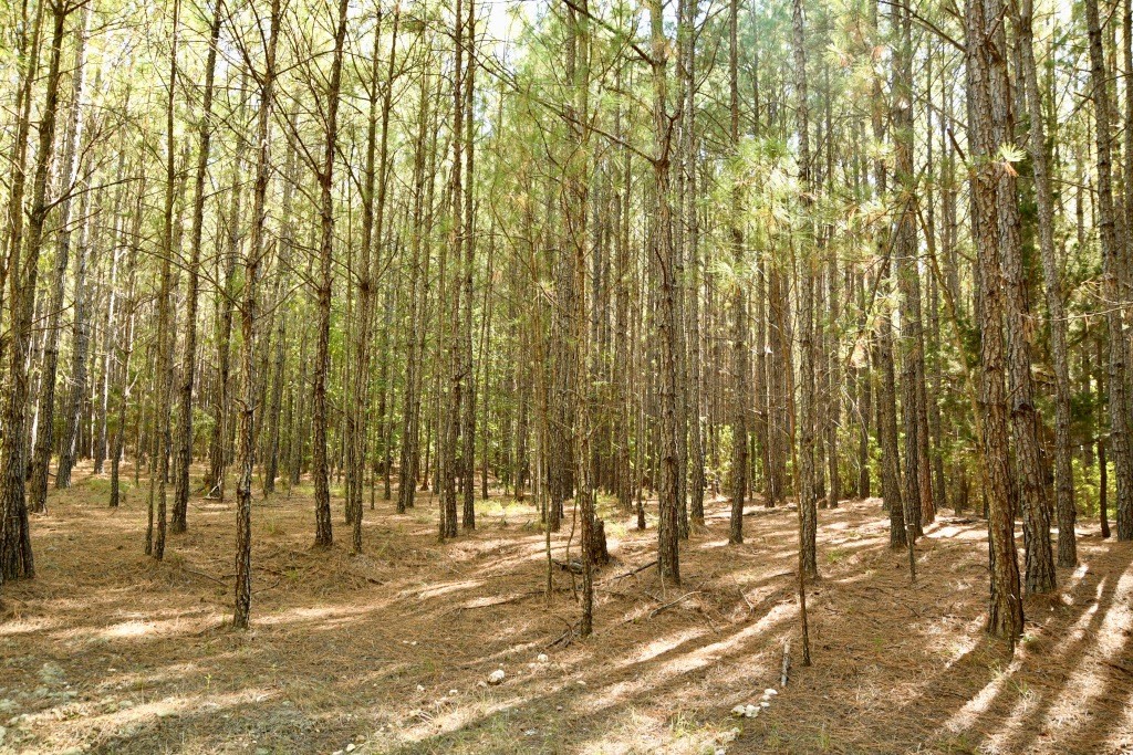 Pine Ridge Photo