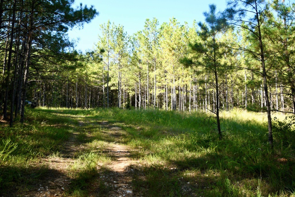 Pine Ridge Photo