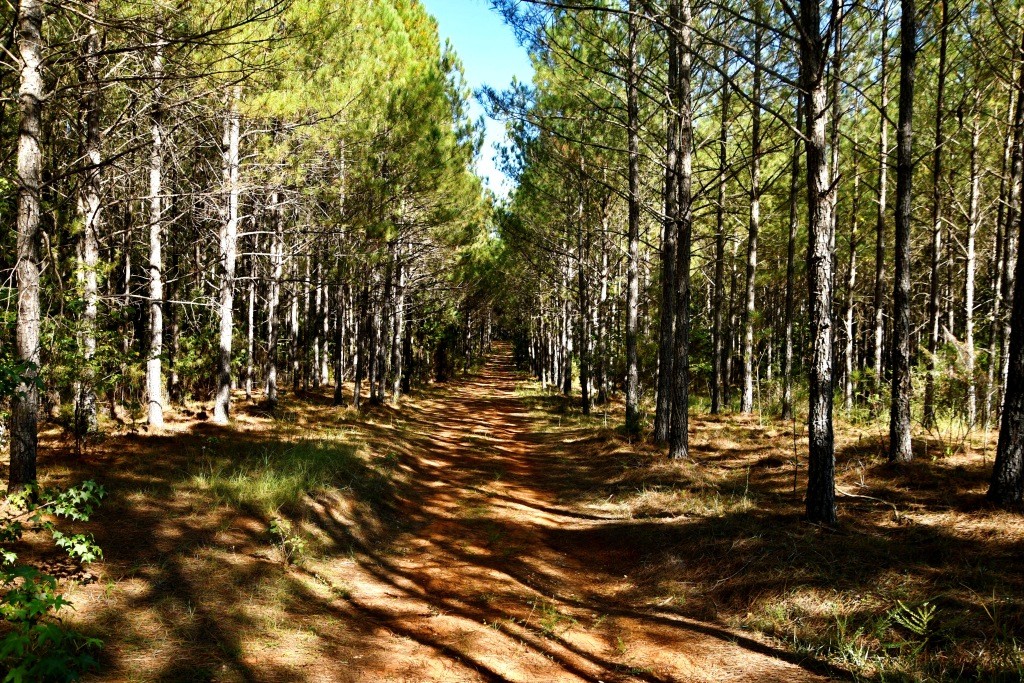 Pine Ridge Photo