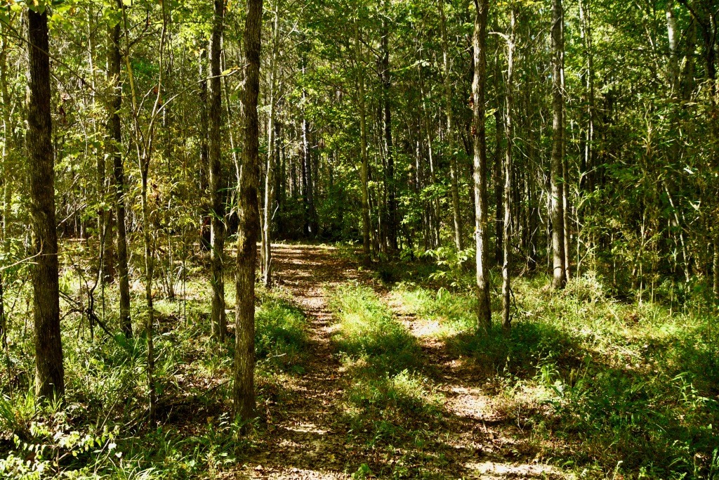 Pine Ridge Photo