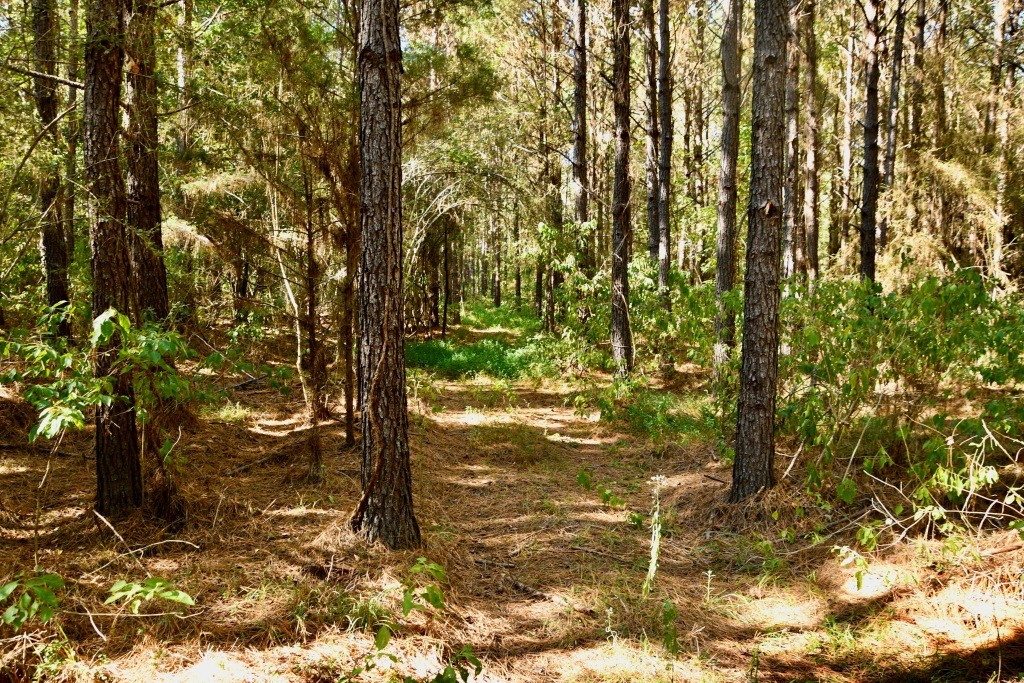 Pine Ridge Photo