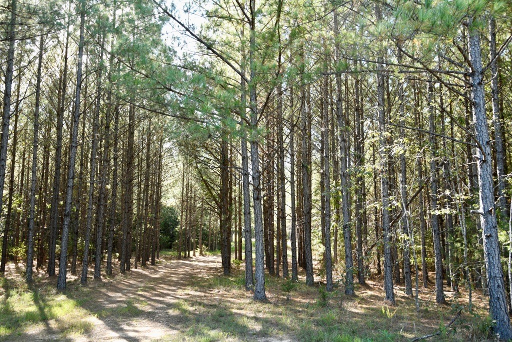 Pine Ridge Photo