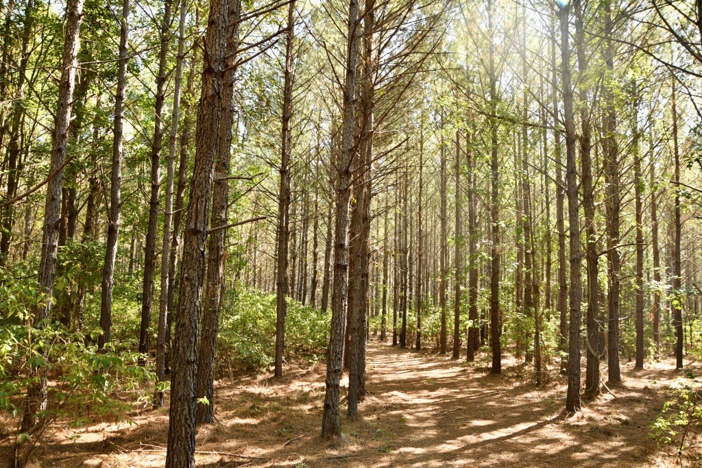 Pine Ridge Photo