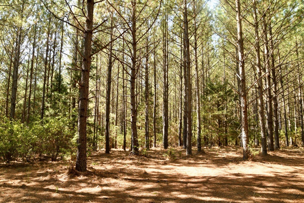 Pine Ridge Photo