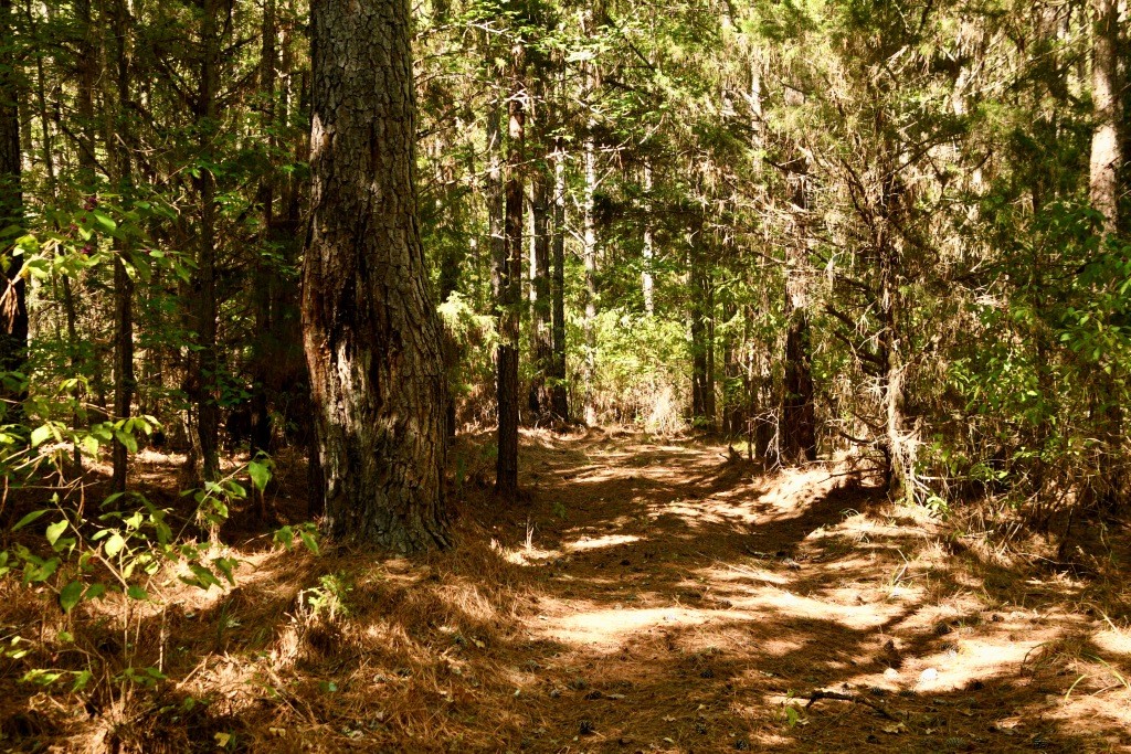 Pine Ridge Photo