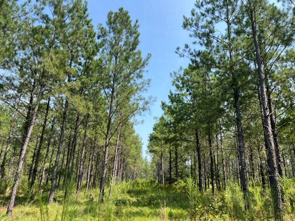 Battleground Creek Photo