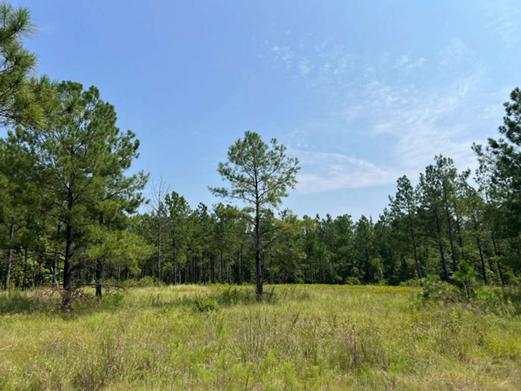 Battleground Creek – Tract 1 Photo