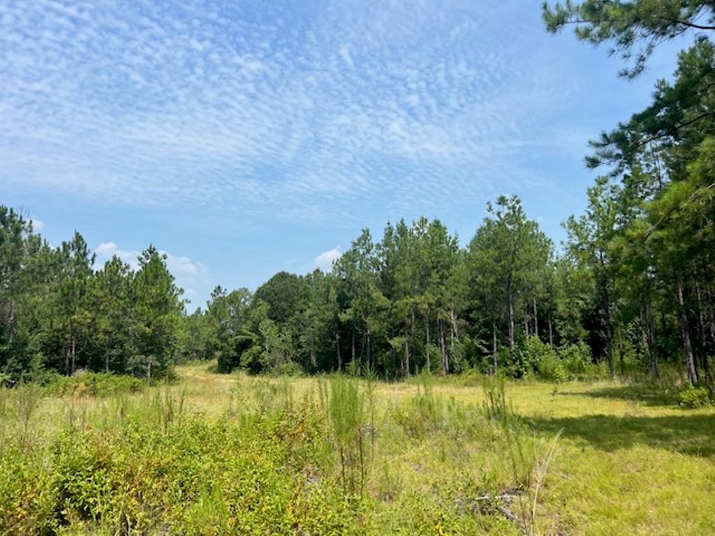 Battleground Creek – Tract 1 Photo
