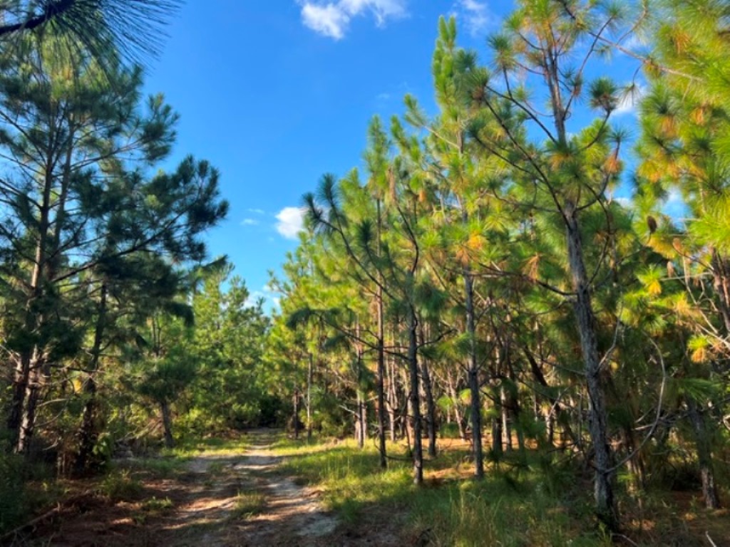 Battleground Creek – Tract 2 Photo