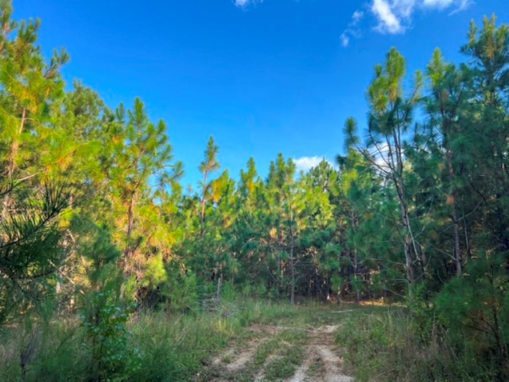 Battleground Creek – Tract 2 Photo