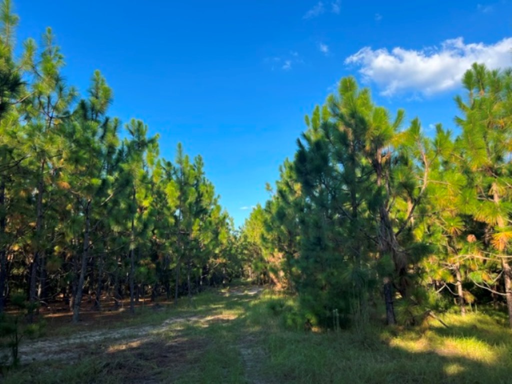 Battleground Creek Photo