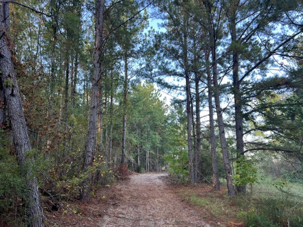 Battleground Creek – Tract 1 Photo
