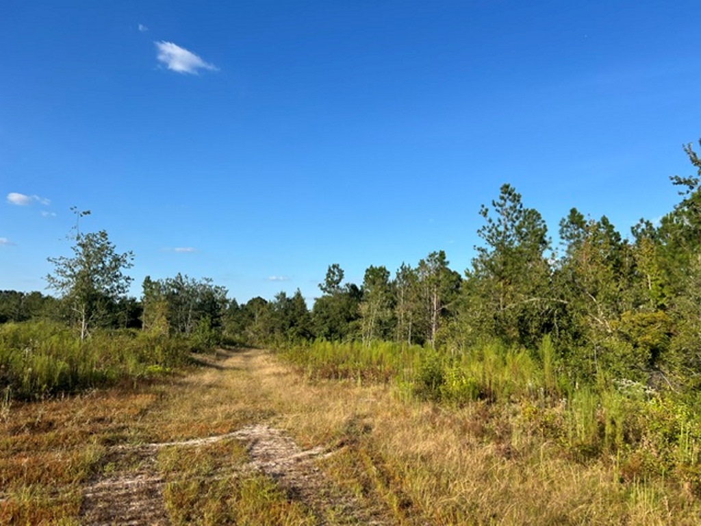 Battleground Creek – Tract 1 Photo