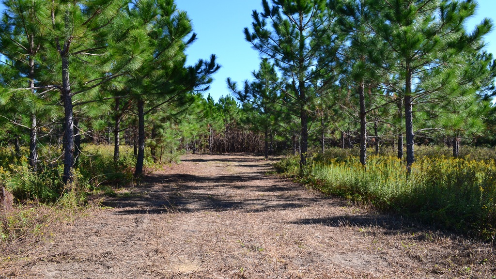 Rockledge Farms Tract 10 Photo