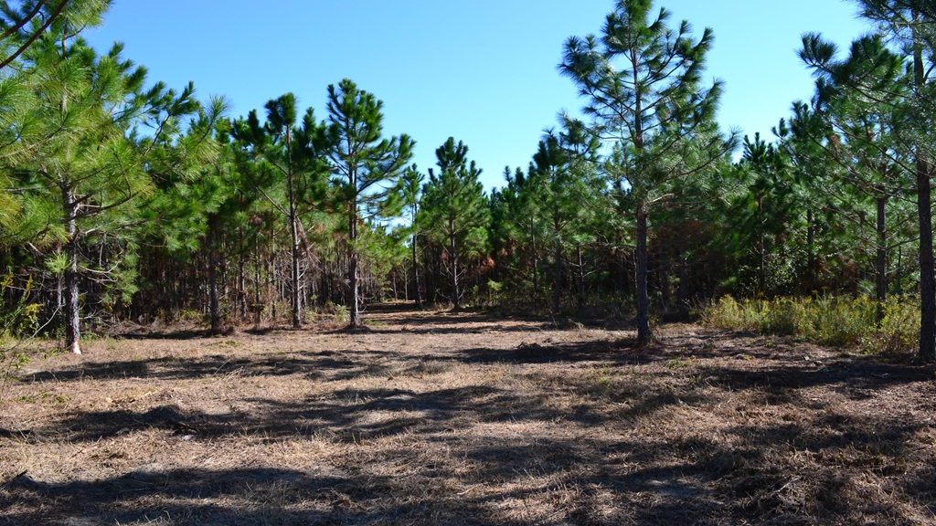 Rockledge Farms Tract 1 Photo