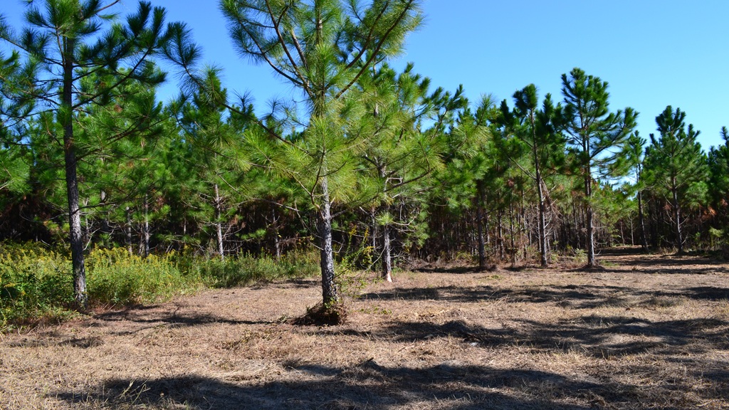 Rockledge Farms Tract 10 Photo